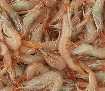 Canlı teke balık yemi,Teke solucanı kullanımı,Dip balıkçılığı teknikleri,Canlı yem kullanımı,Balık avı ekipmanları,Teke balık yemi nasıl kullanılır,Balık tutma ipuçları,Dip balıkçılığı taktikleri,Su kenarı balıkçılığı,Canlı teke avcılığı,Deniz balıkçılığı yöntemleri,Dip avı için canlı yemler ,Teke solucanı saklama yöntemleri,Balık yemi temini,Canlı teke balıkçılık ipuçlar