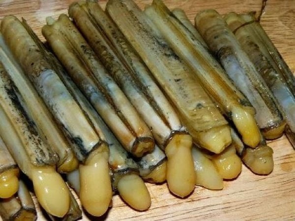 Canli Balik yemi sülünez