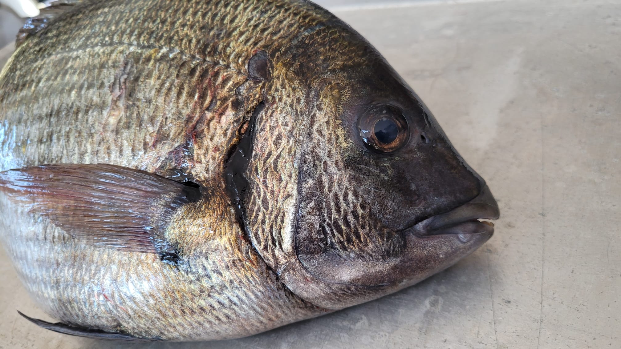 Boru kurdu balık türleri,Boru kurdu çeşitleri,Boru kurdu özellikleri ,Boru kurdu habitatı,Boru kurdu beslenme alışkanlıkları ,Boru kurdu avlanma yöntemleri,Boru kurdu yaşam alanları ,Boru kurdu türleri ve çeşitleri,Boru kurdu popülasyonu ,Boru kurdu koruma önlemleri
