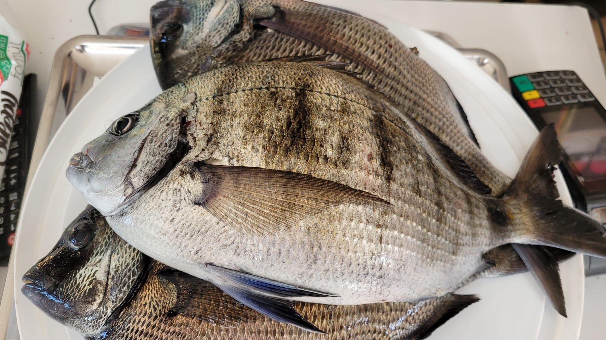 Canli Boru kurdu,Boru kurdu balık türleri,Boru kurdu çeşitleri,Boru kurdu özellikleri ,Boru kurdu habitatı,Boru kurdu beslenme alışkanlıkları ,Boru kurdu avlanma yöntemleri,Boru kurdu yaşam alanları ,Boru kurdu türleri ve çeşitleri,Boru kurdu popülasyonu ,Boru kurdu koruma önlemleri