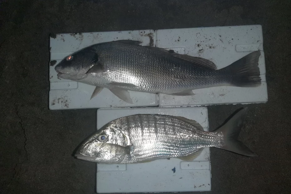 canli boru kurdu beylikdüzü