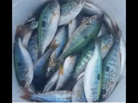 Canli Boru kurdu,Boru kurdu balık türleri,Boru kurdu çeşitleri,Boru kurdu özellikleri