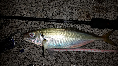 ajing, istavrit avı, kıyıdan istavrit, ajing tekniği, lrf istavrit, silikon yemle istavrit, jig head istavrit, kıyıdan balık avı, istavrit yakalama taktikleri, ajing kamışı, lrf kamışı, hafif spin avı, gece istavrit avı, limanda istavrit, ışık altında balık avı, florokarbon misina, ajing jighead, küçük silikon yem, mikro spin avı, istavrit için ekipman