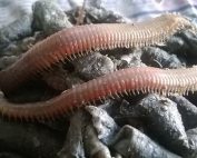 boru kurdu, canlı boru kurdu, boru kurdu yemi, boru kurdu avcılığı, boru kurdu ile levrek avı, boru kurdu ile çupra avı, boru kurdu ile mırmır avı, boru kurdu ile karagöz avı, boru kurdu ile balık tutma, boru kurdu nasıl takılır, boru kurdu nerede bulunur, boru kurdu çıkarma, boru kurdu fiyatı, boru kurdu saklama, boru kurdu yem olarak kullanımı, boru kurdu ile dip avı, boru kurdu ile surf casting, boru kurdu ile kıyı avı, boru kurdu av teknikleri, canlı yem boru kurdu