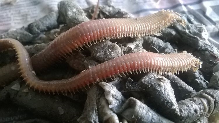 boru kurdu, canlı boru kurdu, boru kurdu yemi, boru kurdu avcılığı, boru kurdu ile levrek avı, boru kurdu ile çupra avı, boru kurdu ile mırmır avı, boru kurdu ile karagöz avı, boru kurdu ile balık tutma, boru kurdu nasıl takılır, boru kurdu nerede bulunur, boru kurdu çıkarma, boru kurdu fiyatı, boru kurdu saklama, boru kurdu yem olarak kullanımı, boru kurdu ile dip avı, boru kurdu ile surf casting, boru kurdu ile kıyı avı, boru kurdu av teknikleri, canlı yem boru kurdu