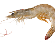 canlı teke, canlı teke balık yemi, canlı teke av yemi, canlı teke satışı, canlı teke fiyatları, canlı teke ile balık avı, canlı teke nerede bulunur, canlı teke çupra yemi, canlı teke karagöz yemi, canlı teke levrek yemi, canlı teke mırmır yemi, canlı teke ile avlanan balıklar, canlı teke yemi temini, canlı teke online satış, canlı teke balıkçılık, canlı teke ile av, canlı teke nasıl takılır, canlı teke yem kullanımı, canlı teke balık yemleri, canlı teke avcılığı