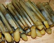 sülünez, canlı sülünez, sülünez yemi, sülünez avcılığı, sülünez ile levrek avı, sülünez ile mırmır avı, sülünez ile minekop avı, sülünez ile çupra avı, canlı yem sülünez, sülünez ile balık tutma, sülünez çıkarma, sülünez nasıl takılır, sülünez nerede bulunur, sülünez ile av teknikleri, deniz kabuklusu sülünez, sülünez avcılığında kullanılan takımlar, sülünez ile kıyıdan balık avı, sülünez yem olarak kullanımı, sülünez dip takımı, sülünez ile gece avı