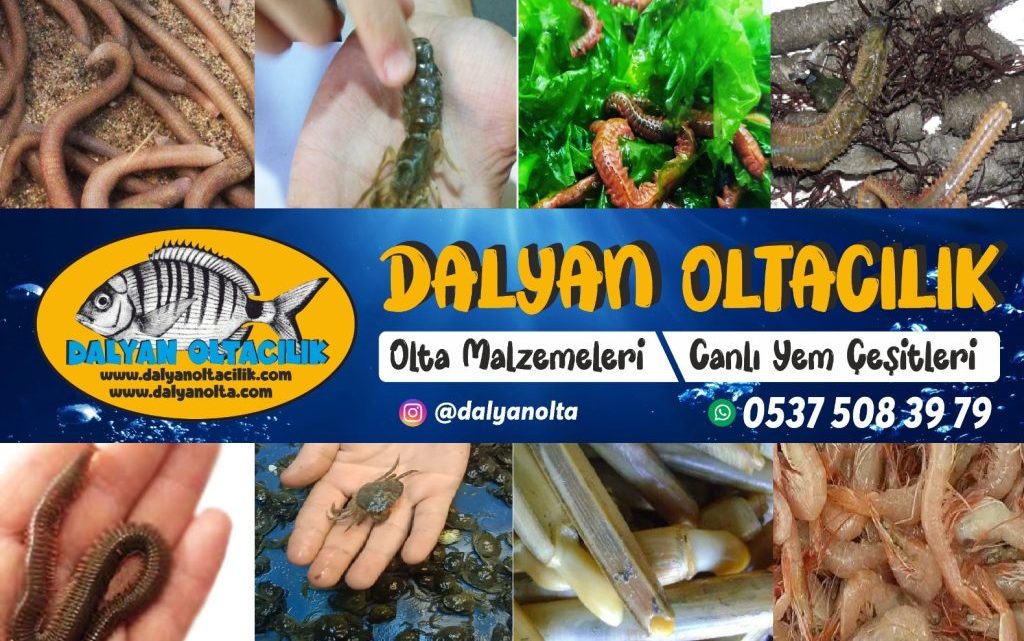 Ersan Usta Surf Casting, Ersan Usta surf casting av paylaşımları, Ersan Usta Dalyan Oltaçılık, surf casting lugworm, surf casting çin kurdu, canlı sülünez, surf casting dip takımı, Ersan Usta av günü, surf casting yem çeşitleri