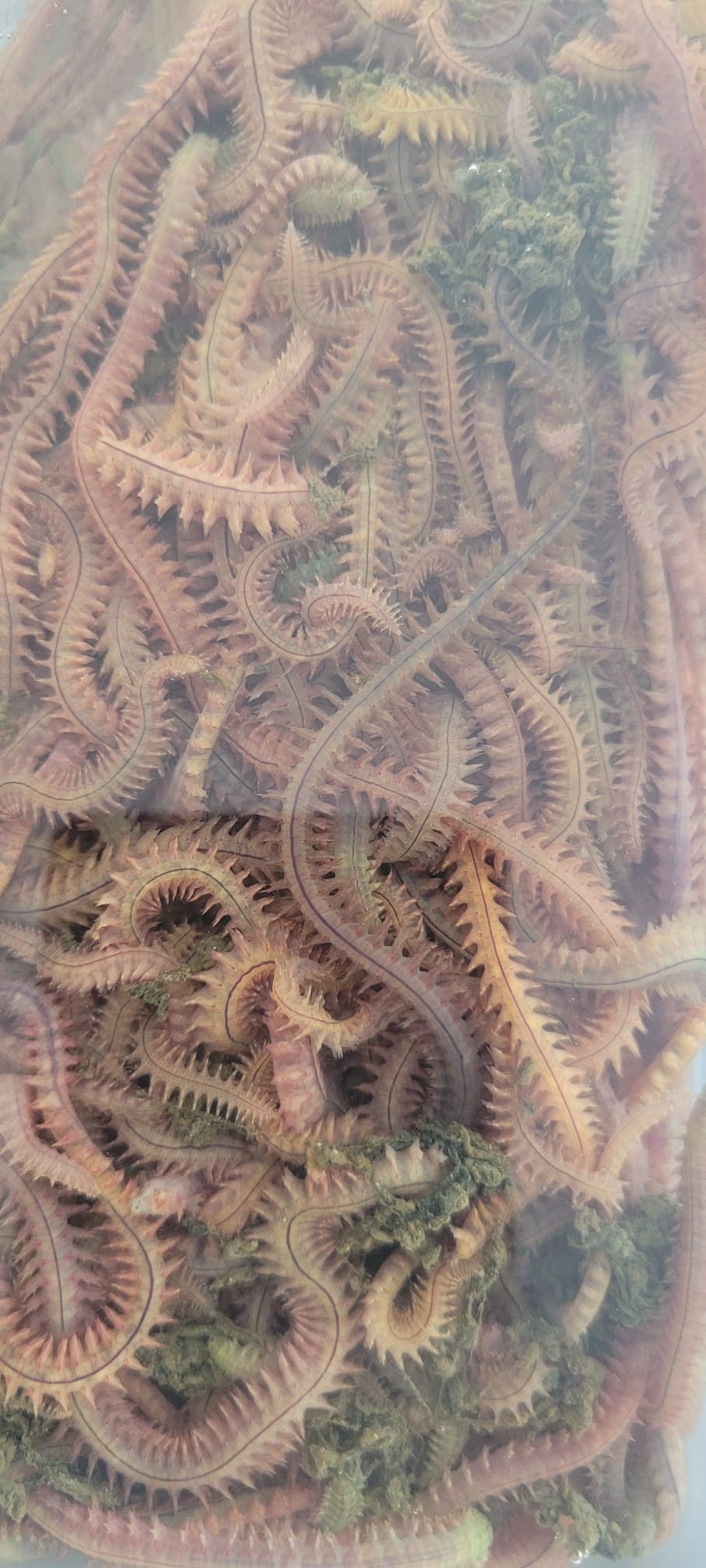 kaya kurdu, doğal balık yemi, her balığa uygun yem, yüksek verimli yem, LRF yemi, ajing yemi, surfcasting yemi, Dalyan Oltacılık, verimli balık avı