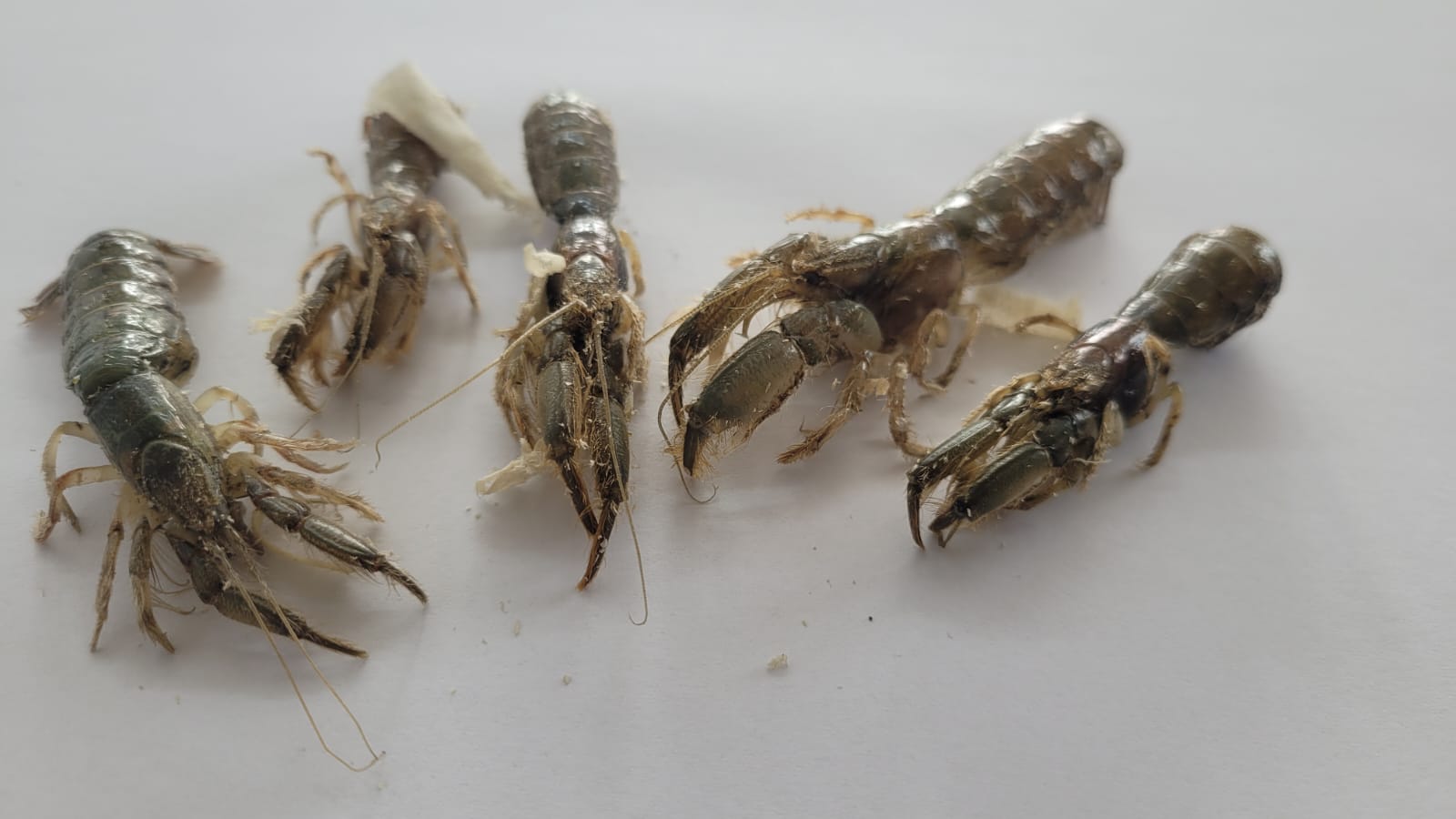 canlı mamun, canlı mamun nedir, canlı mamun ile balık avı, canlı mamun ile çipura avı, canlı mamun fiyatı, canlı mamun satışı, canlı mamun saklama yöntemleri, canlı mamun çıkarma, canlı mamun ile levrek avı, canlı mamun ile mırmır avı, canlı mamun ile surf casting, balık avında canlı mamun, mamun yem nedir, en iyi balık yemi canlı mamun