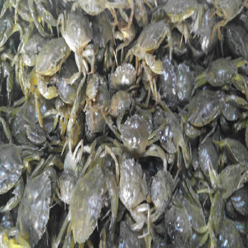 canlı yengeç, canlı yengeç ile levrek avı, canlı yengeç balık yemi, levrek için canlı yem, canlı yengeç satışı, canlı yengeç nasıl saklanır, canlı yengeç ile çipura avı, canlı yengeç ile balık tutma, canlı yengeç ile surf casting, levrek en sevdiği yem, canlı yengeç fiyatı, balık avında canlı yengeç, canlı yengeç çıkarma yöntemleri